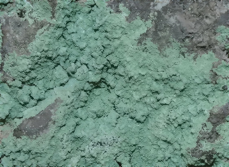 Un lichene verde crostoso da Serrone - FR